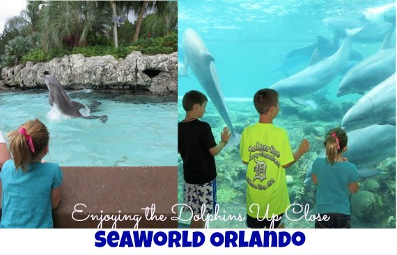 Best things to do at SeaWorld Orlando 