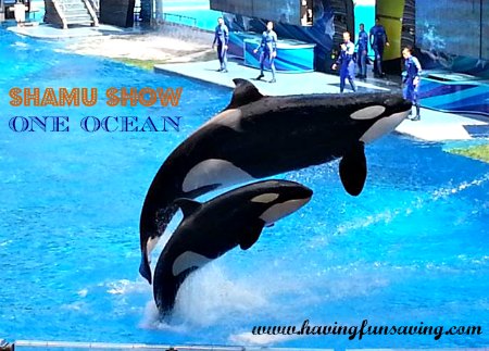 Best shows at SeaWorld Orlando 