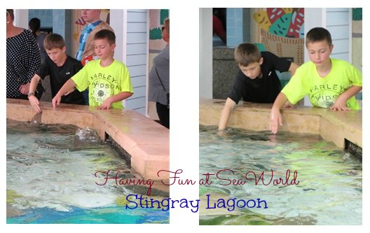 Best attractions at SeaWorld Orlando 