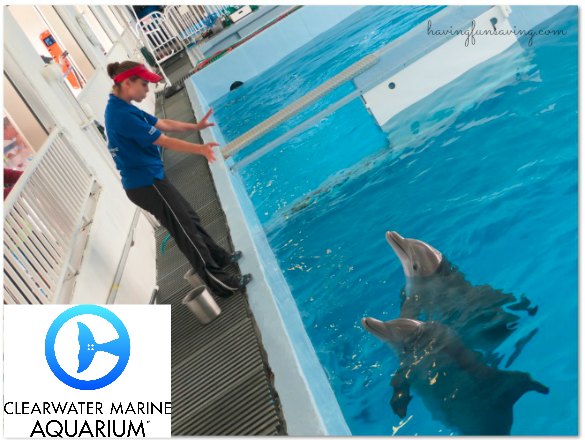 See Winter at The Clearwater Aquarium