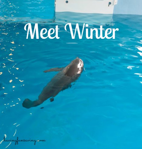 See Winter at The Clearwater Aquarium