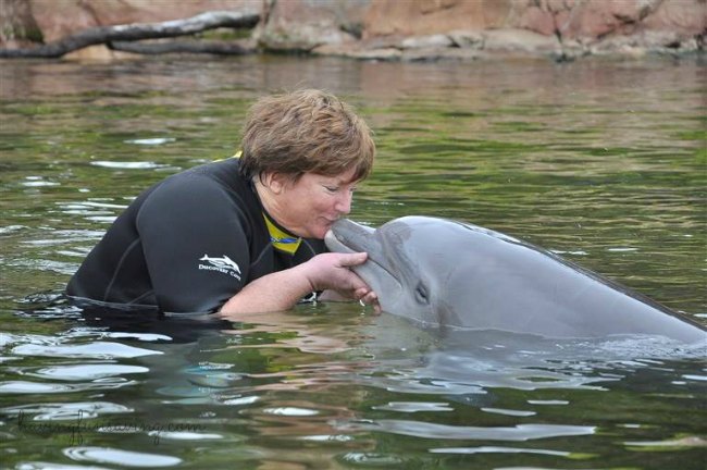 Dolphin experience at Discovery Cove Orlando