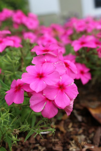 Get Ready For Spring
