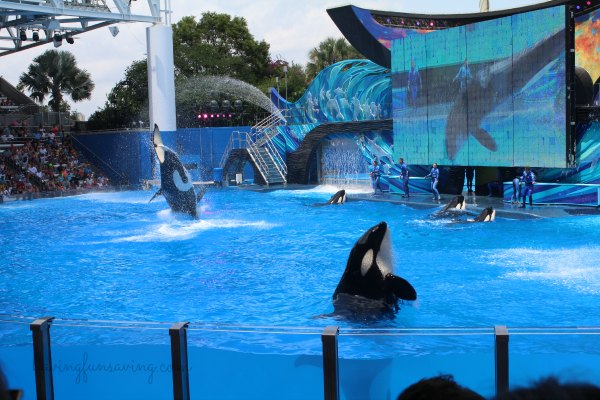 Viva La Música SeaWorld Orlando