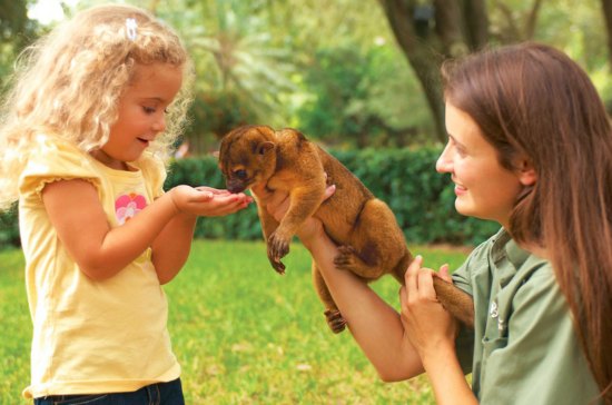 Busch Gardens Tampa Summer Camps