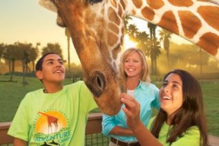 Busch Gardens Camps