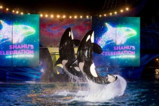 Summer Nights at SeaWorld