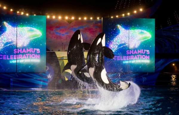 Summer Nights at SeaWorld