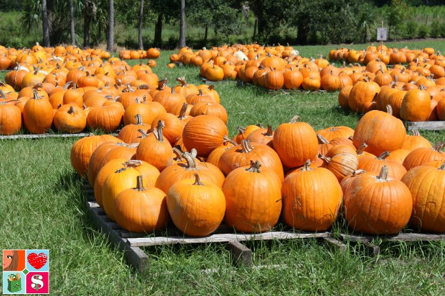 Fall family activities