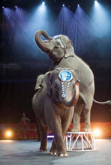 Ringling Bros Coupon Code