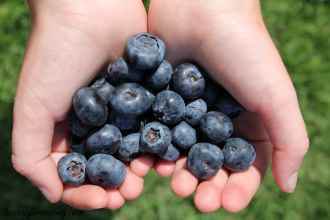 fresh blueberries