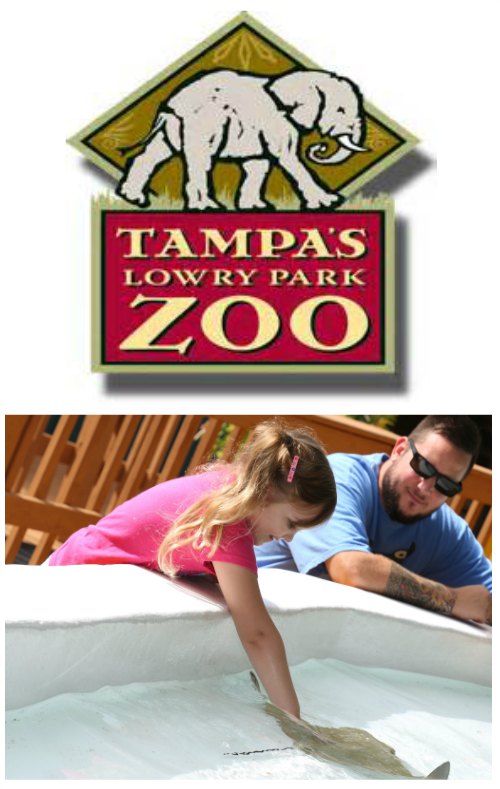 Tampa's Lowry Park Zoo Events on Food Wine Sunshine and Cooking