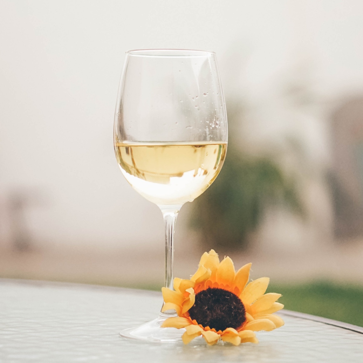 Introduction To Sauvignon Blanc White Wine