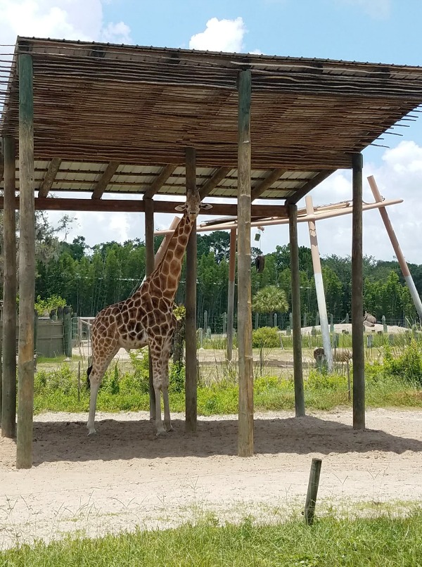 Tampa zoo Roaring Springs Ride 