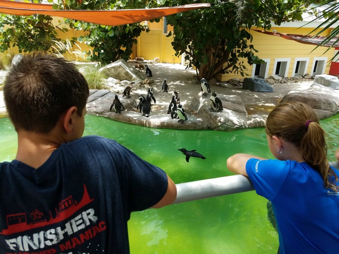 Roaring Springs Zoo Tampa at Lowry Park 