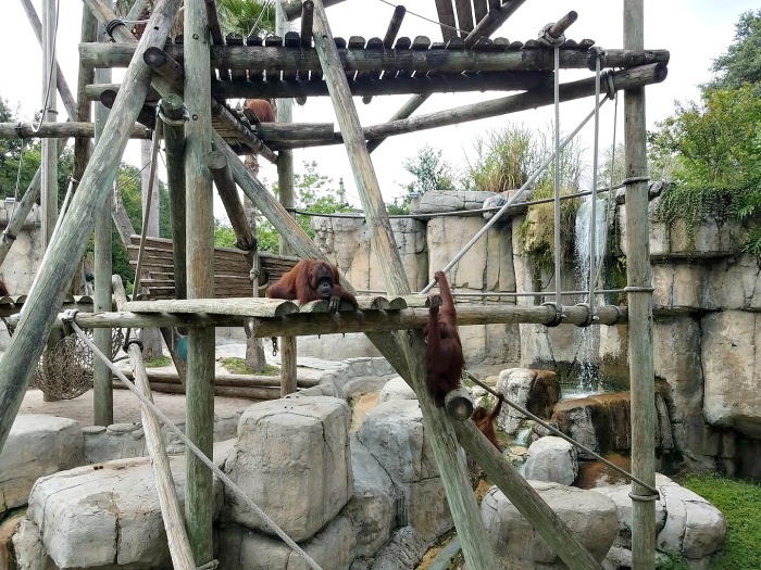 Roaring Springs Ride at Zoo Tampa