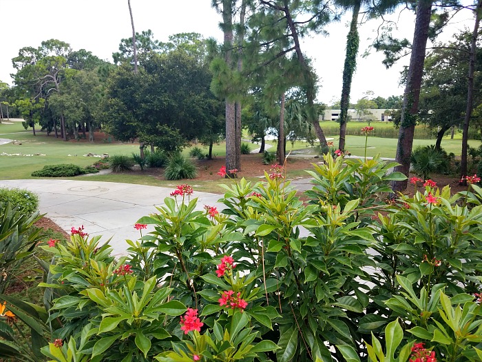 Best Things To Do at Innisbrook Resort 