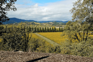 Top Sonoma Wineries