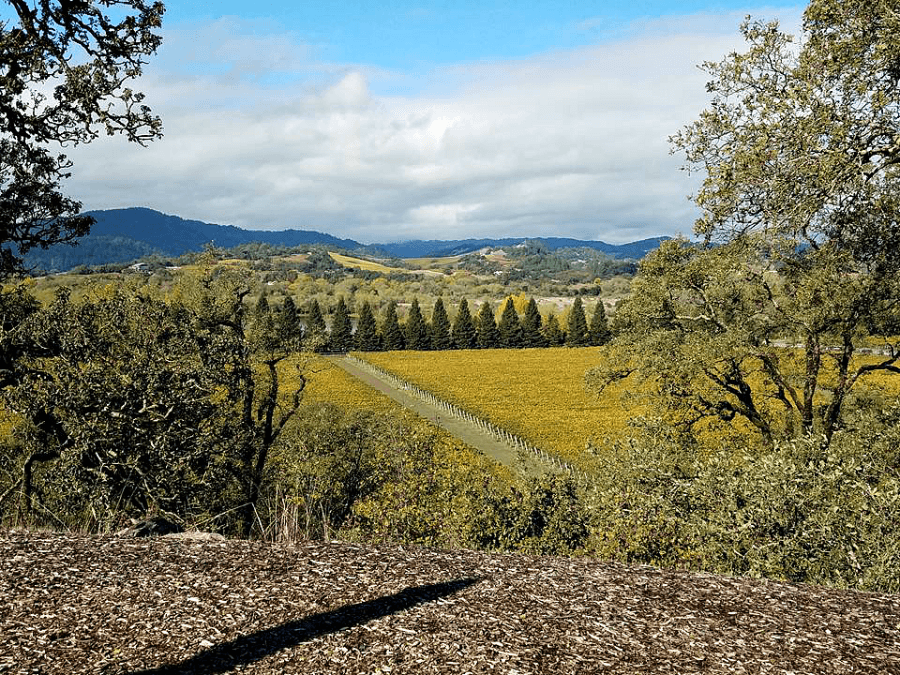 Top Sonoma Wineries