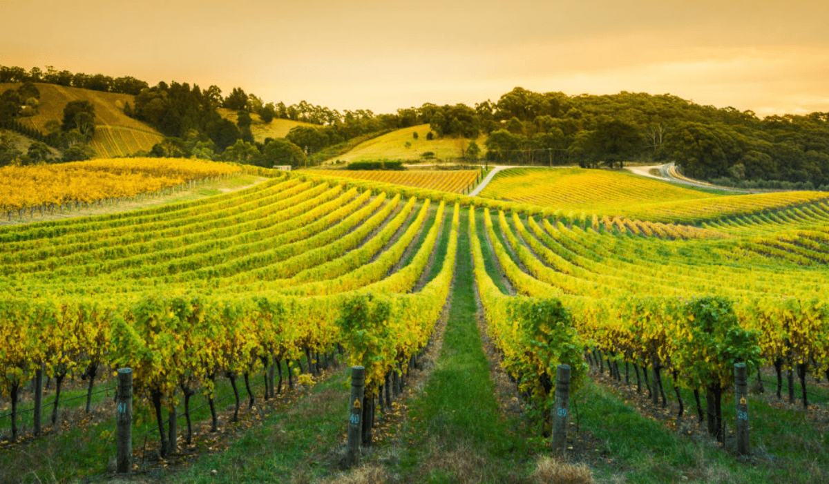 Most Popular Wine Regions around the world