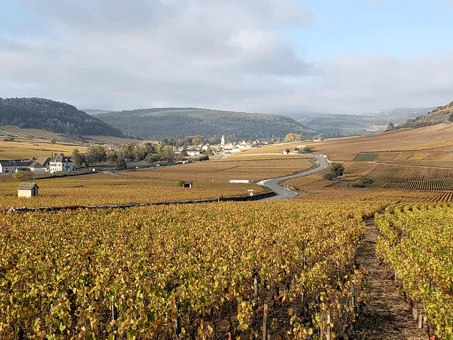 Best Wine Regions in France