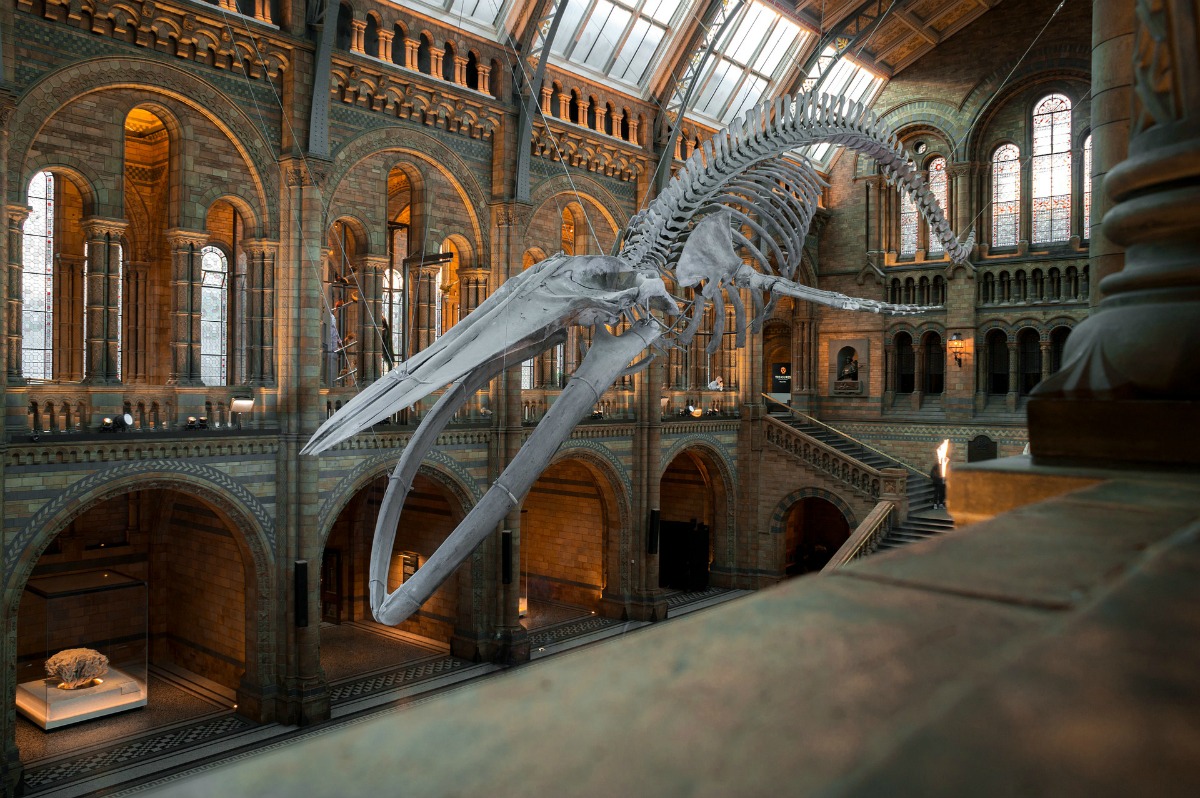 Best Free Museums In London 