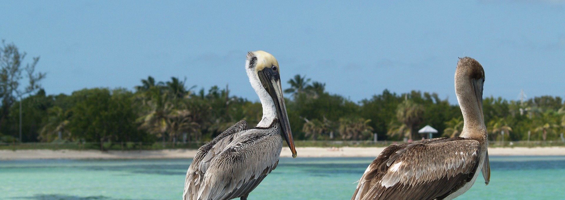 Things To Do In Key West Pelicans