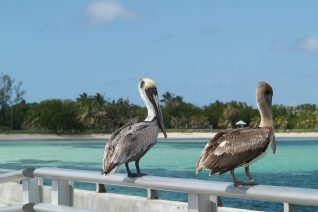 Things To Do In Key West Pelicans