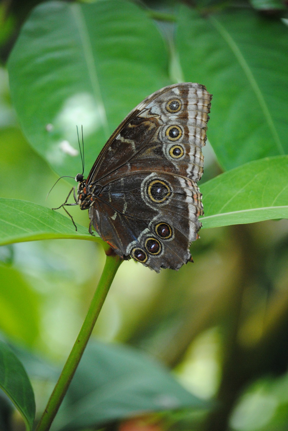 Things To Do In Key West Butterfly Garden