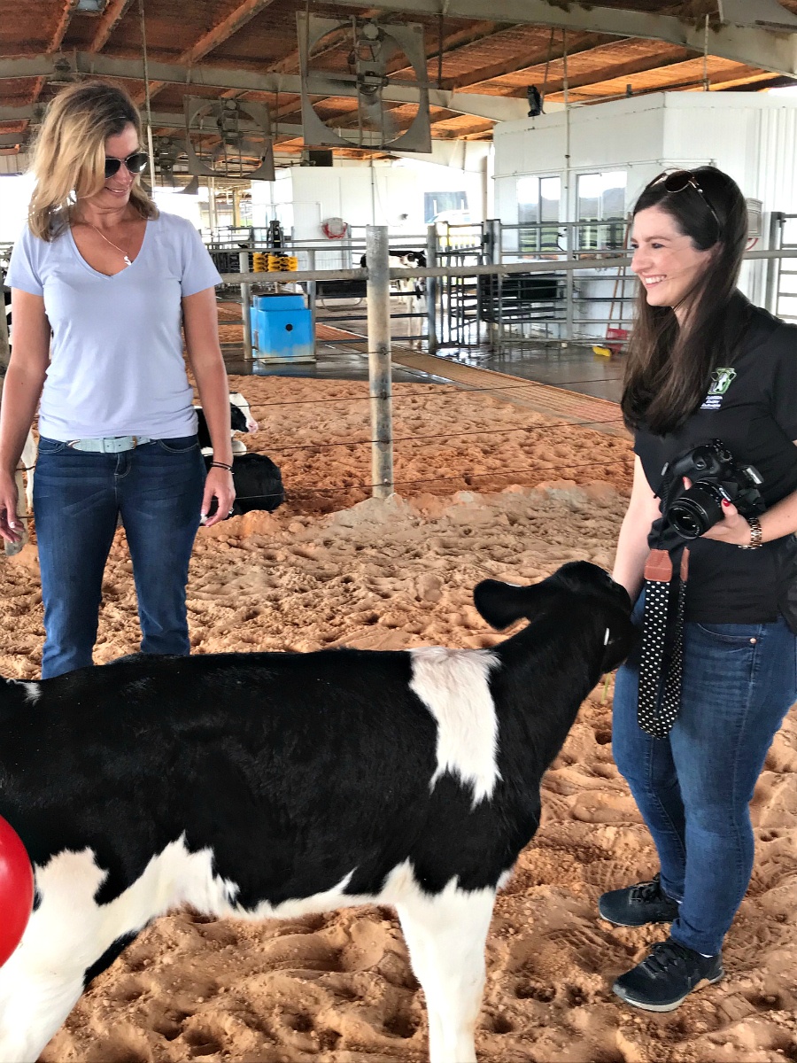 Where Does Milk Come From? Florida Dairy Farmers