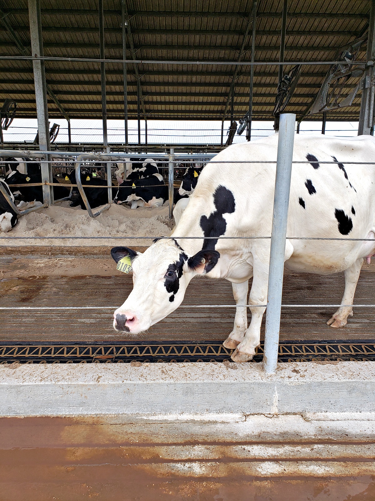 Where Does Milk Come From? Pregnant Cow