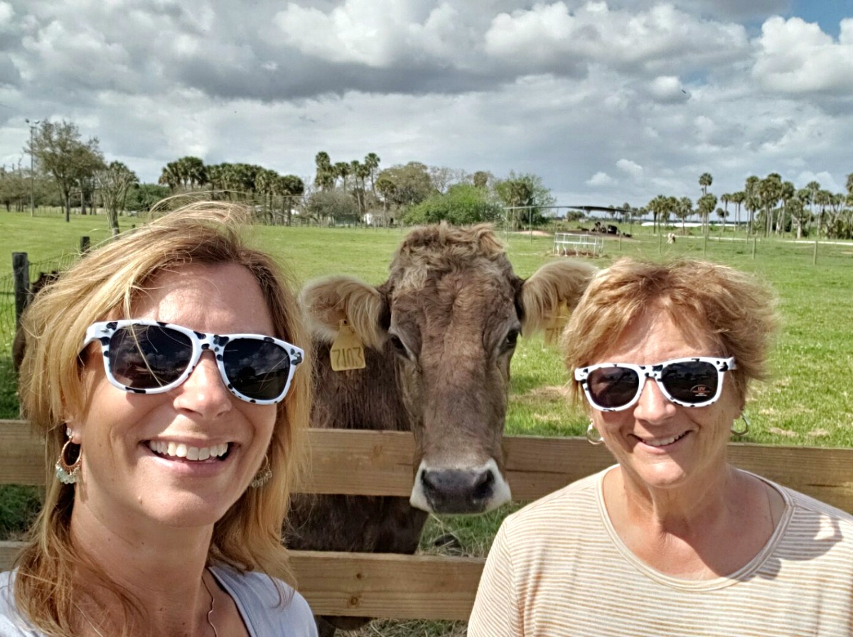 Where Does Milk Come From? Cow Selfie