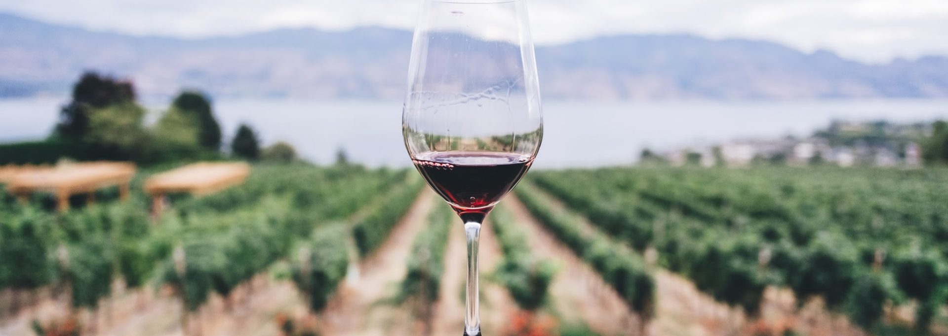 Guide To Zinfandel Wines