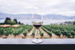 Guide To Zinfandel Wines