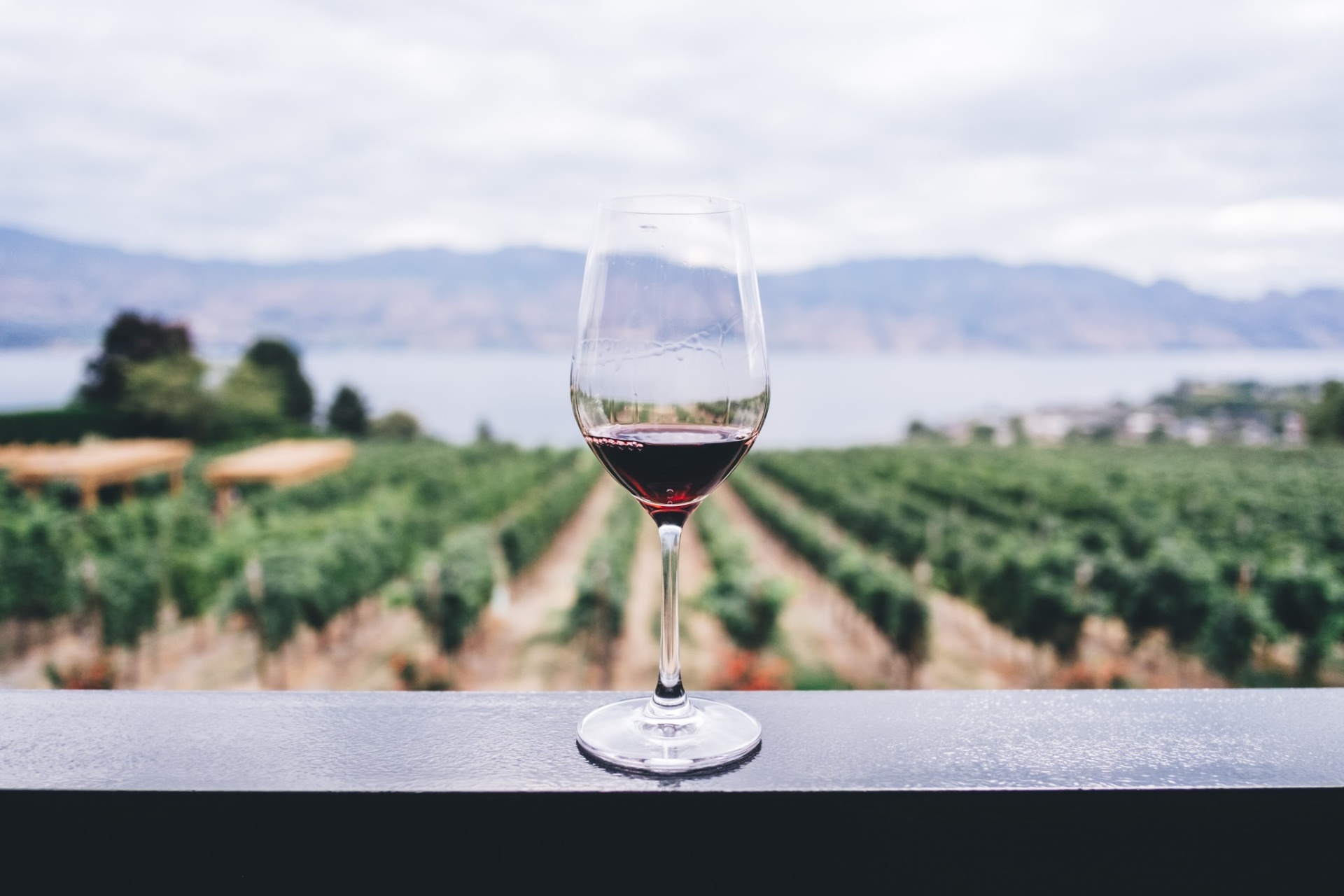 Guide To Zinfandel Wine