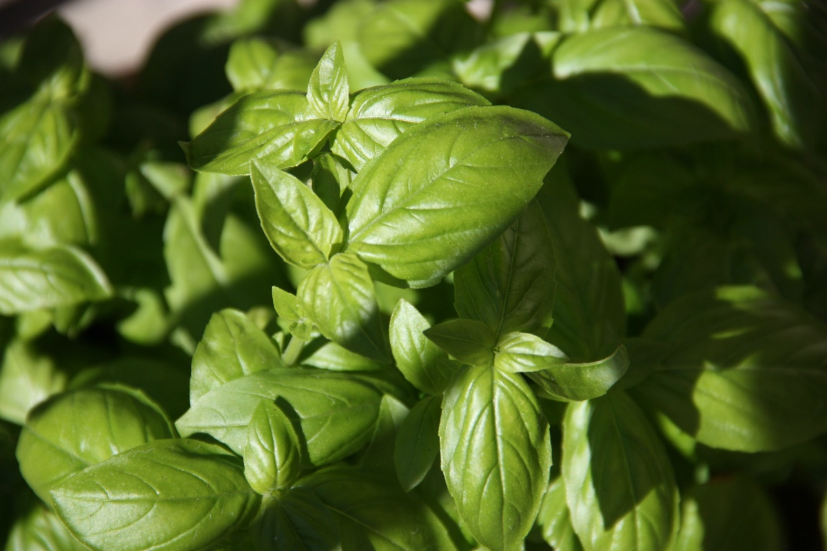 How To Make Basil Pesto