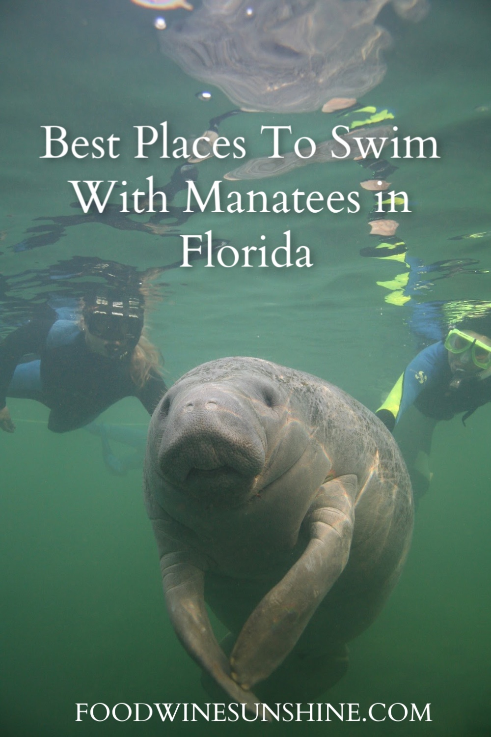 Best Places To Swim With Manatees in Florida