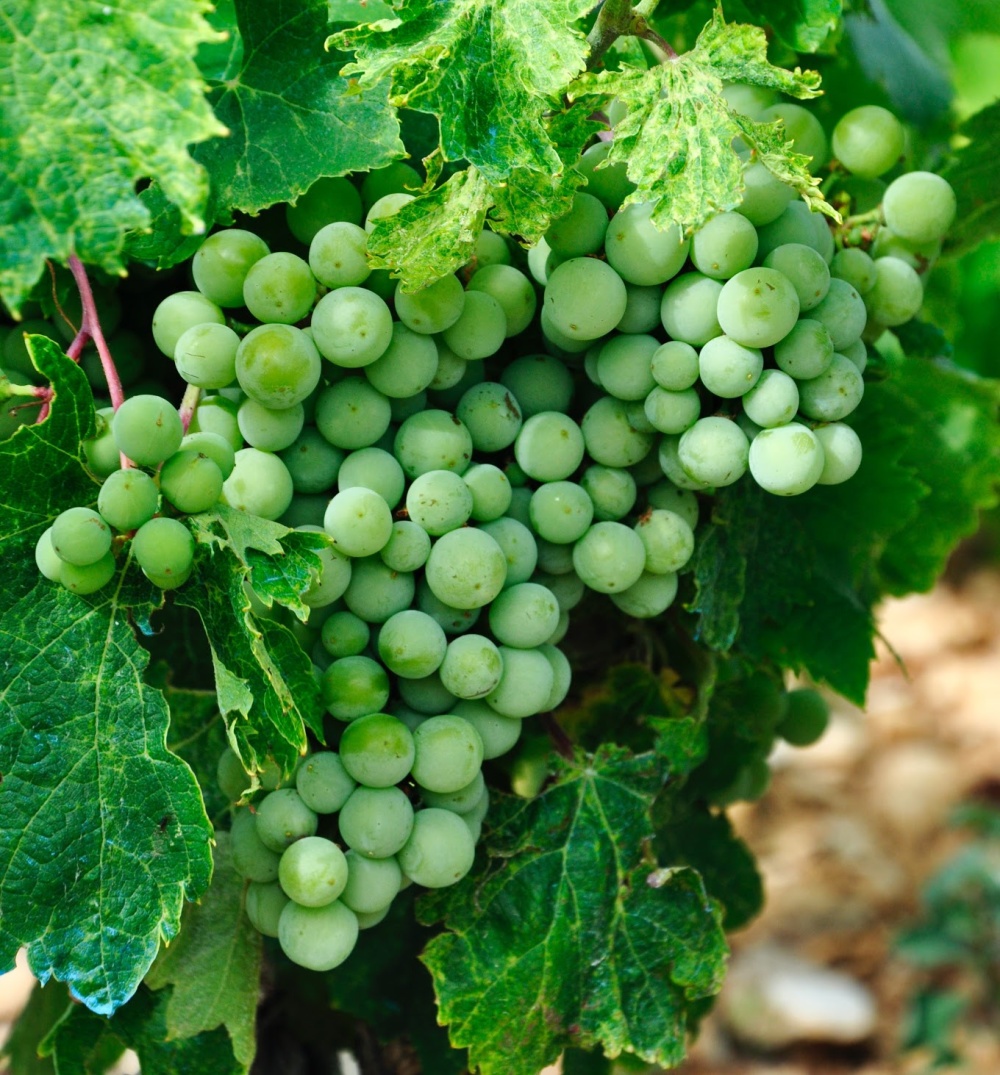 Common Grapes Used For Wine