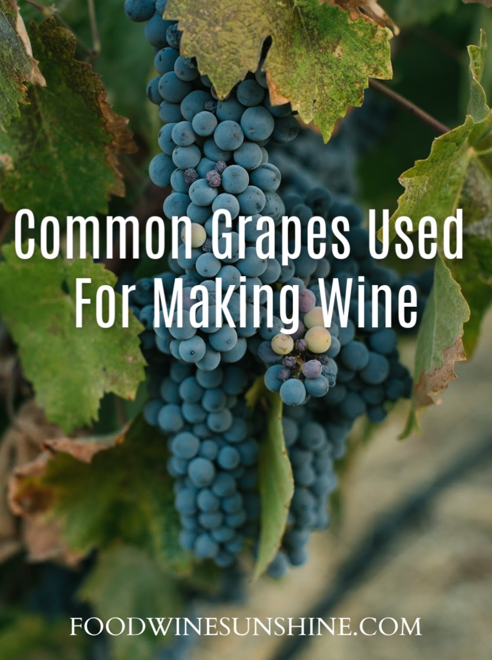 Common Grapes Used For Making Wine