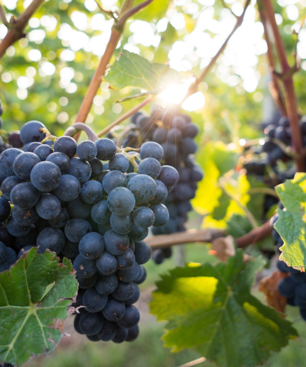 Common Grapes Used For Wine Making