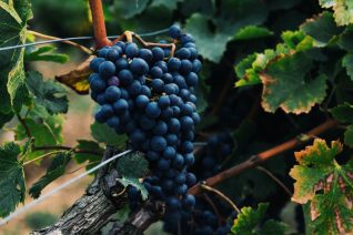 Grapes used for wine making