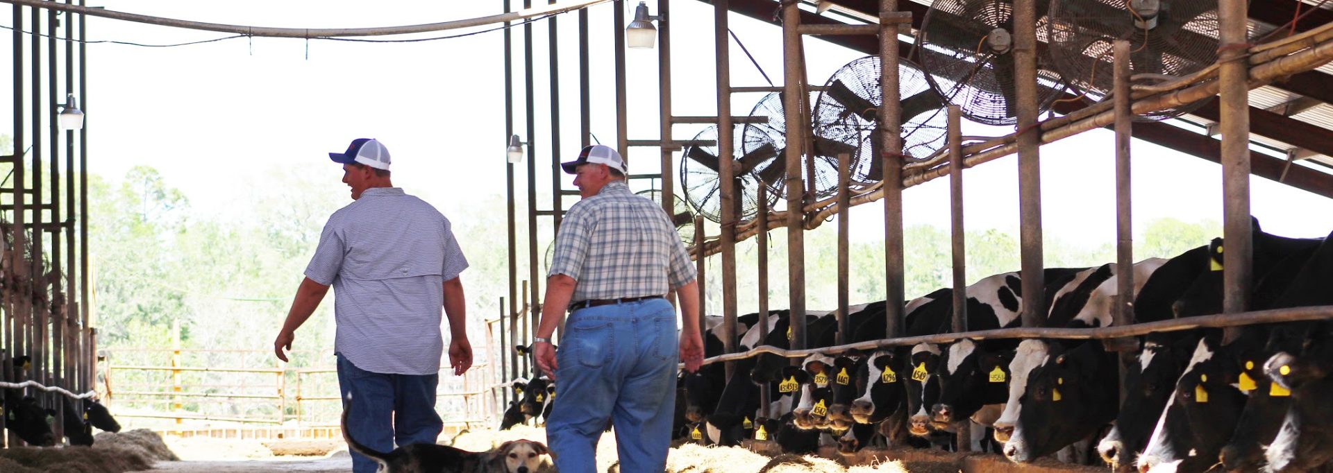 Life of a dairy farmer