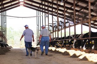 Life of a dairy farmer