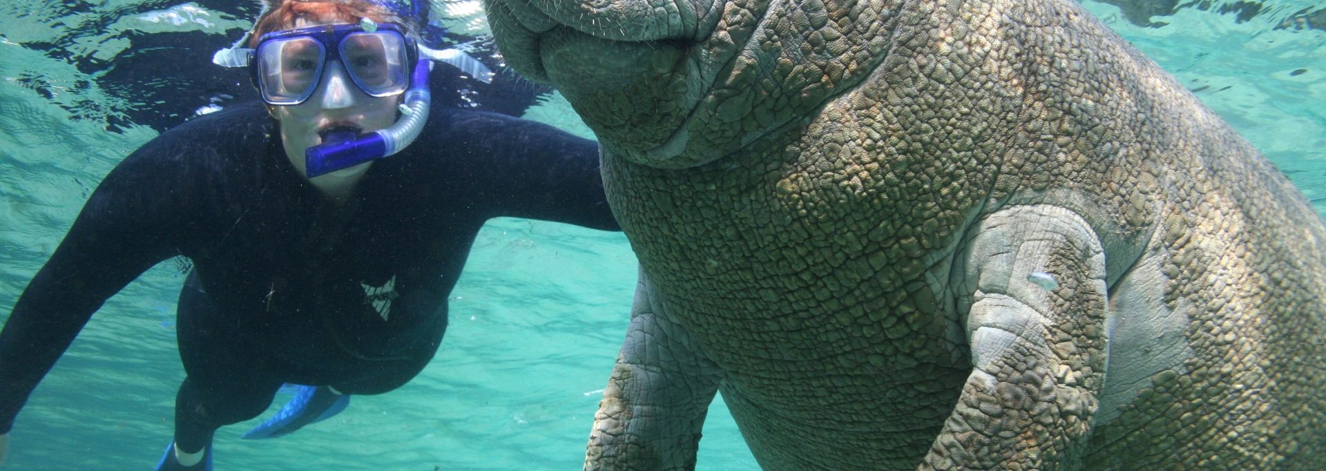 Swim with manatees plantation on crytsal river