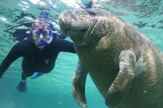 Swim with manatees plantation on crytsal river