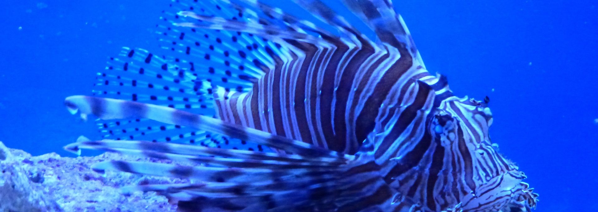 Things To Do In Key Largo Lionfish