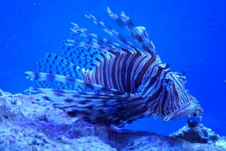 Things To Do In Key Largo Lionfish