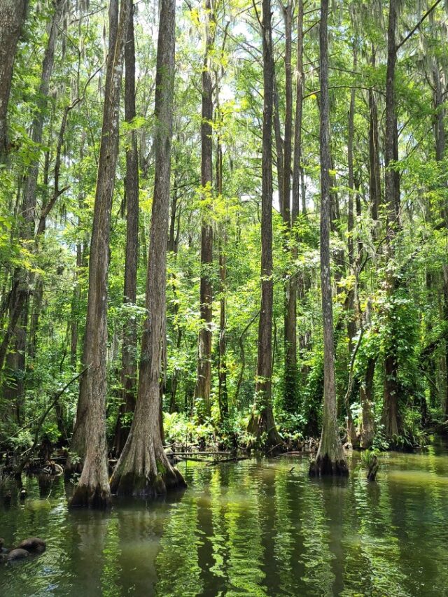 Top Family Outdoor Activities In Mount Dora Food Wine Sunshine