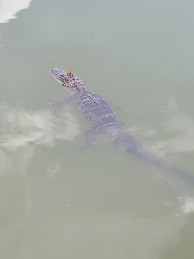 Top Family Outdoor Activities In Mount Dora, Florida Food Wine Sunshine