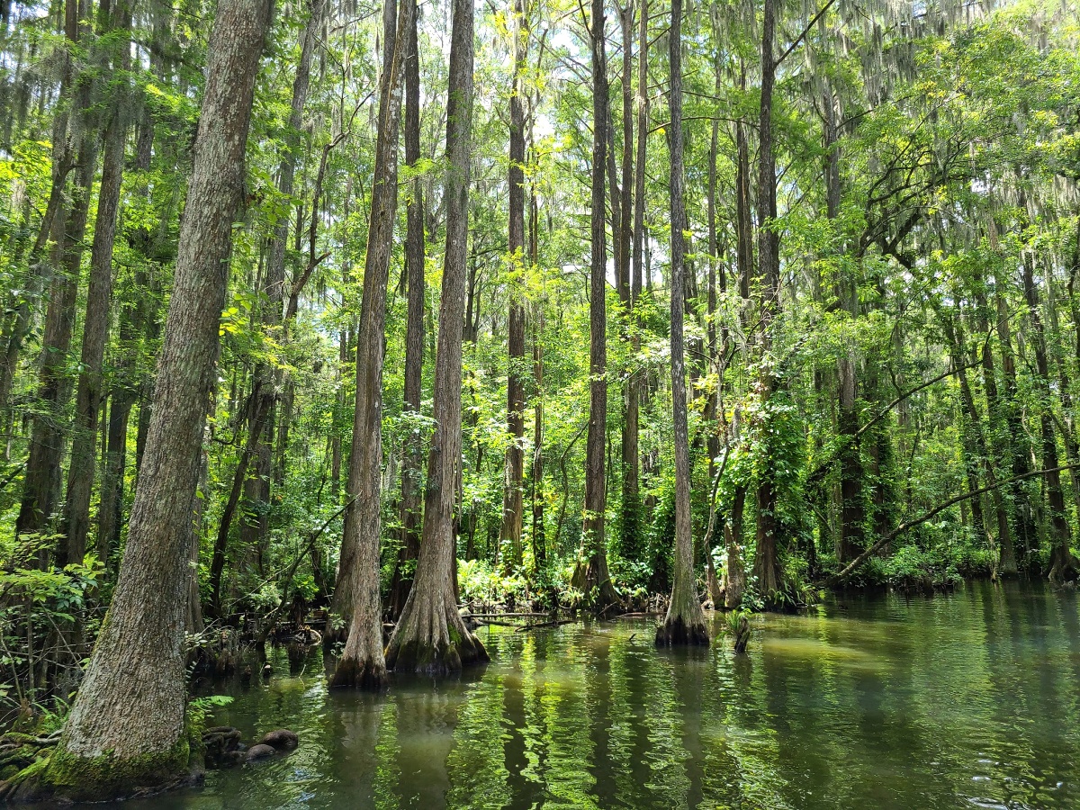 Top Outdoor Activities In Mount Dora Florida Top Outdoor Activities In Mount Dora Florida